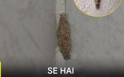 Punti caldi nascosti: i luoghi in cui è più probabile che questo insetto si nasconda in casa