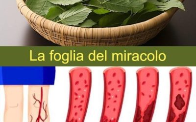 La foglia riduce il diabete, la pressione sanguigna, elimina il dolore corporeo, il colesterolo ed elimina la cattiva circolazione