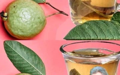 Foglie e tè di guava: incredibili benefici per la salute spiegati